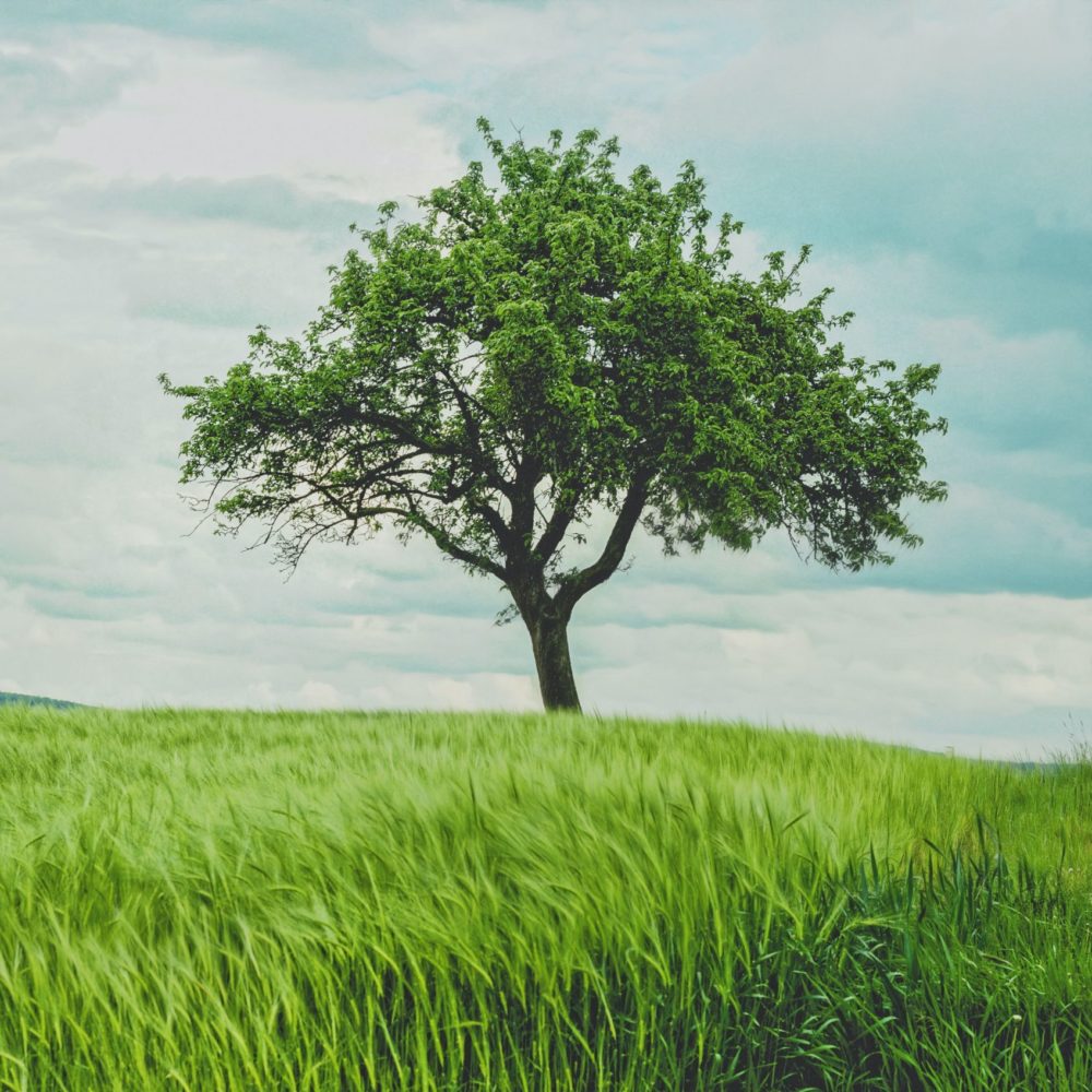 Tree in a meadow with tall grass